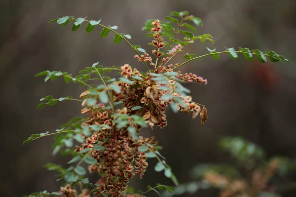 Flora Gran Canarii Mały Brązowy Owoc Krzewu Moquiniany Marcetella Endemiczne — Zdjęcie stockowe