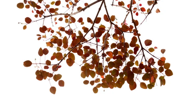 Euforbia Cotinifolia Větve Červenými Listy Izolované Bílém Pozadí — Stock fotografie