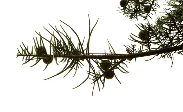 Πράσινα Μικρά Φύλλα Και Μεγάλοι Στρογγυλοί Κώνοι Της Araucaria Heterophylla — Φωτογραφία Αρχείου
