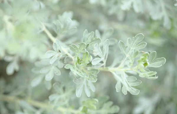 Flore Gran Canaria Artemisia Thuscula Appelée Localement Encens Raison Ses — Photo