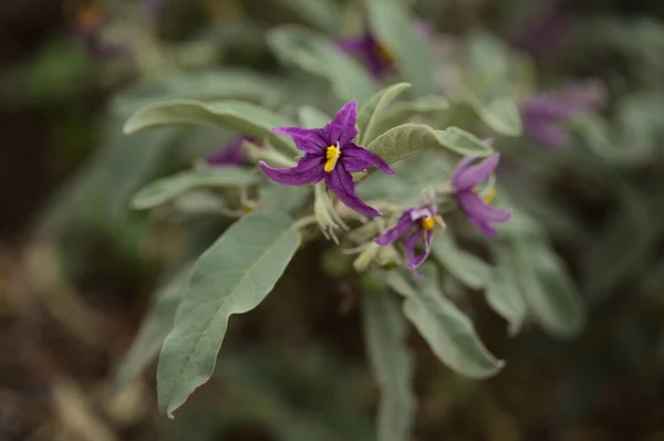 Flora Von Gran Canaria Solanum Lidii Endemisch Auf Der Insel — Stockfoto