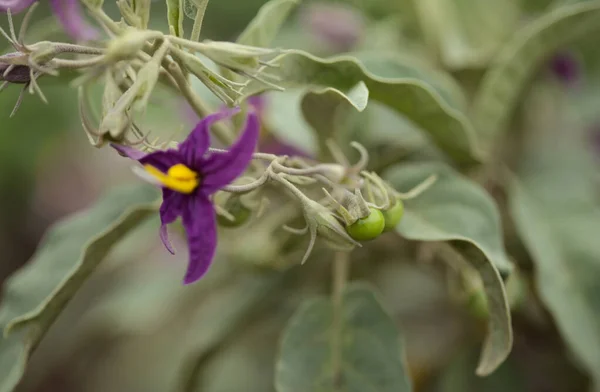 Flora Von Gran Canaria Solanum Lidii Endemisch Auf Der Insel — Stockfoto