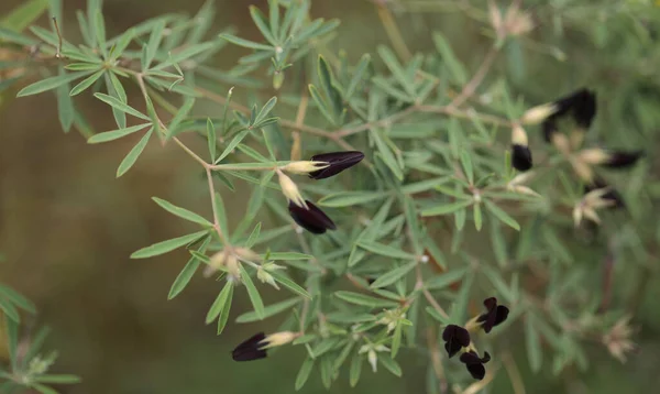 荷花叶形目 黑色荷花 原产于佛得角的鸟类脚背三叶树 自然的大花背景 — 图库照片