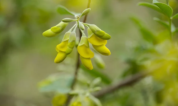 グラン カナリアの花 アナジリス ラティフォリア リスコまたは崖の金の黄色の花 カナリア諸島に固有のマメ科植物 島の野生でほぼ絶滅自然マクロ花の背景 — ストック写真