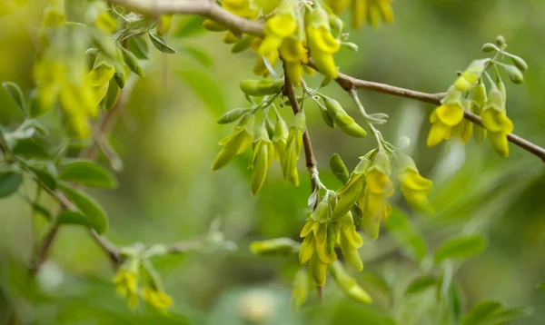 Flora Gran Canaria Fiori Gialli Anagyris Latifolia Oro Risco Oro — Foto Stock