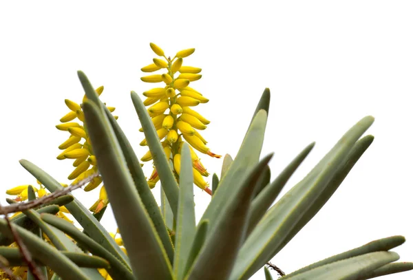 Gelbe Blüten Der Aloe Ramosissima Des Mädchenköcherbaums Isoliert Auf Weißem — Stockfoto