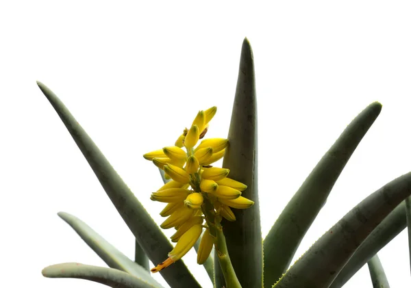 Yellow Flowers Aloe Ramosissima Maiden Quiver Tree Isolated White Background — Stock Photo, Image