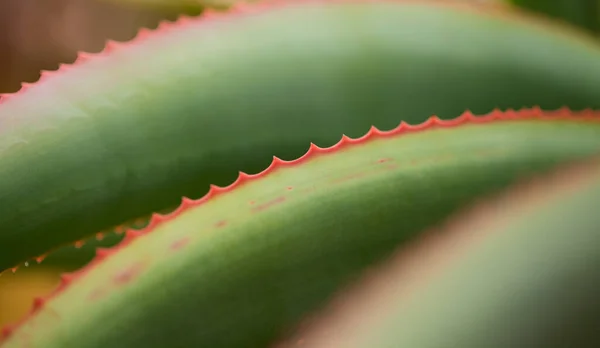 Aloe Speciosa Más Néven Billenőfejű Aloe Zamatos Levelek Vörös Szélekkel — Stock Fotó