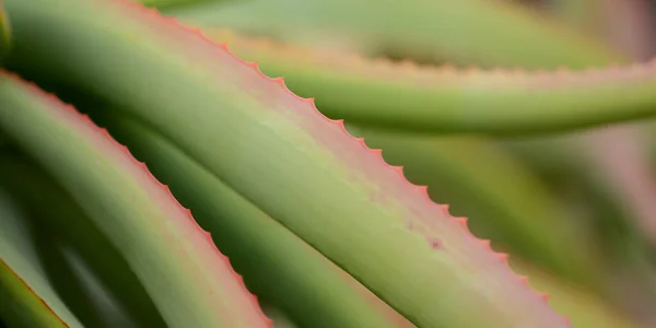 Aloe Speciosa Aka Cabeza Inclinada Aloe Hojas Suculentas Con Bordes —  Fotos de Stock