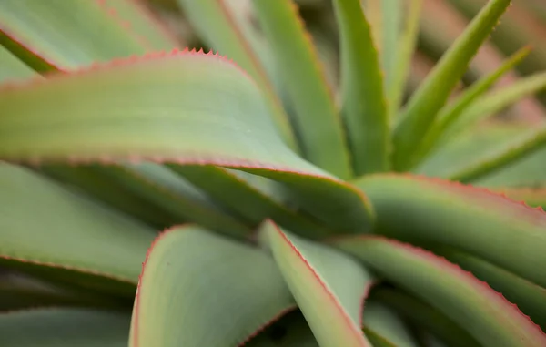 Aloe Speciosa Aka Tilt Head Aloe Succulent Leaves Red Edges — Stock Photo, Image