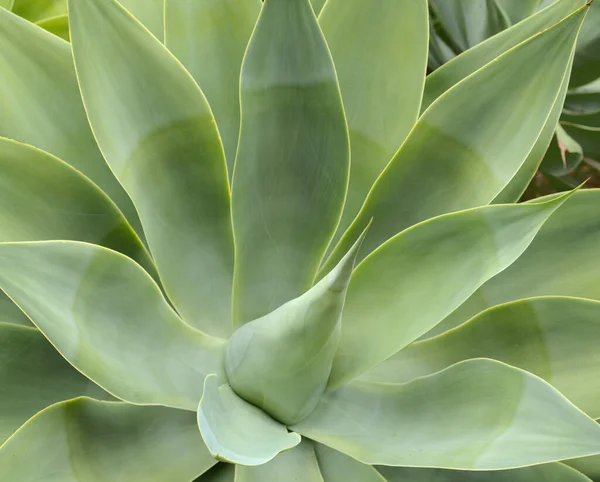 Attractive Glaucous Gray Leaves Agave Attenuata Foxtail Agave Natural Floral — Stock Photo, Image