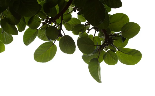 Zweige Mit Runden Grünen Blättern Von Ficus Vasta Bergahorn Feige — Stockfoto