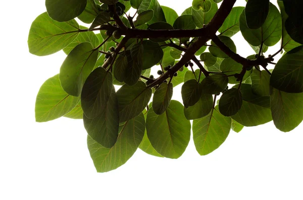 Gałęzie Okrągłymi Zielonymi Liśćmi Ficus Vasta Sycamore Fig Afryki Odizolowane — Zdjęcie stockowe