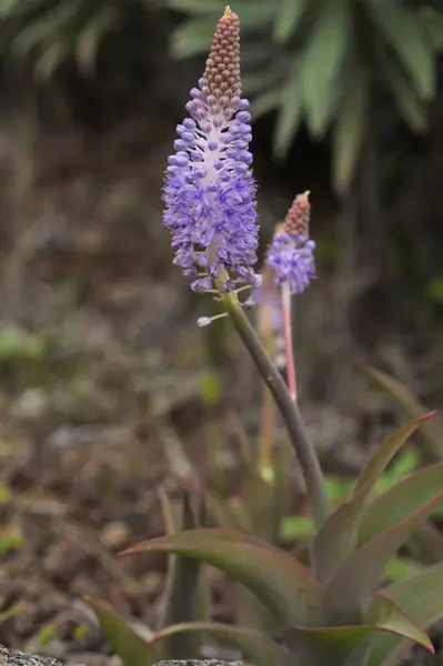 Flora Gran Canaria Flowering Blue Scilla Dasyantha Endemic Islands Natural — Stock Photo, Image