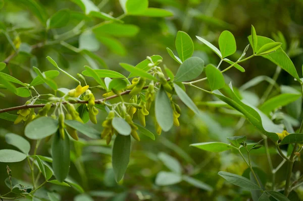 Флора Гран Канария Желтые Цветы Anagyris Latifolia Oro Risco Скального — стоковое фото