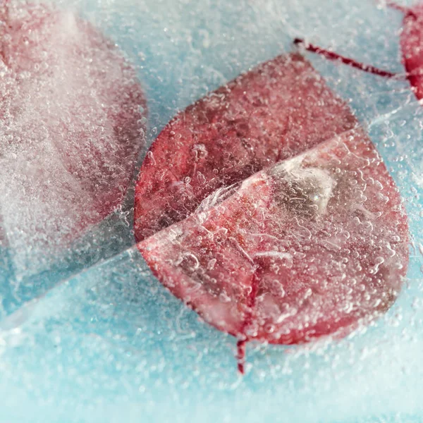 粉红一品红叶冻在块状或冰块中 宏观背景 — 图库照片