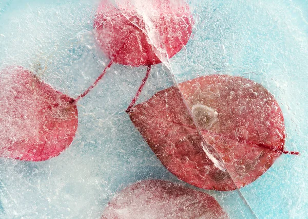 Pink Poinsettia Leaves Frozen Block Ice Macro Background — Stock Photo, Image