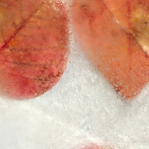 Розовые Пуансеттии Листья Заморожены Блоке Льду Макрофоне — стоковое фото