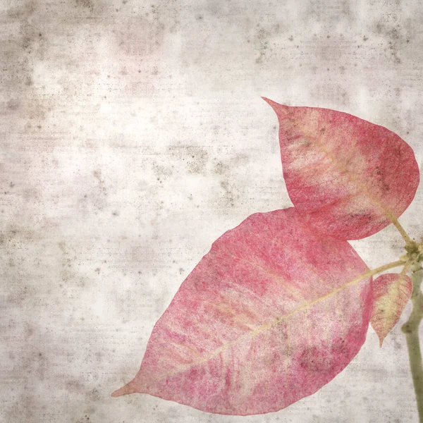 Cuadrado Elegante Viejo Texturizado Fondo Papel Con Hojas Poinsettia Rosa — Foto de Stock