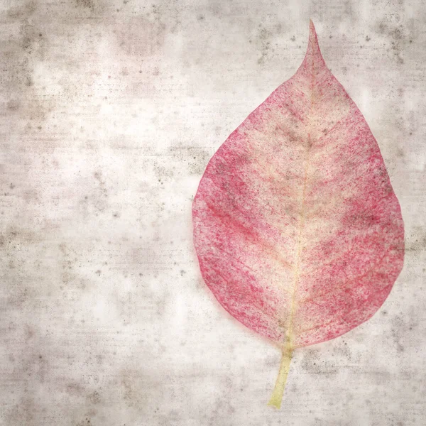 Quadrato Elegante Vecchio Sfondo Carta Strutturata Con Foglie Poinsettia Rosa — Foto Stock