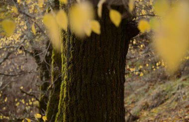 Gran Canaria 'dan Flora - Sonbaharda Karaağaçlar