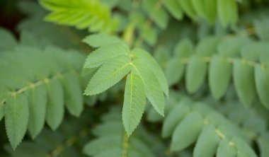 Gran Canaria 'dan Flora - Dendriopoterium Pulidoi' nin yaprakları, adaya özgü bitkiler ve savunmasız türler, doğal makro çiçekli arka plan