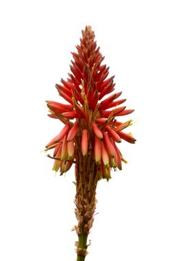 Aloe, turuncu, kırmızı ve sarı çiçekli, doğal makro çiçek arkaplanlı parlak cildini bozar.