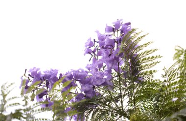 Mavi jakaranda çiçekleri, Jacaranda mimozomları, beyaz üzerinde izole edilmiş. 