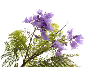 Mavi jakaranda çiçekleri, Jacaranda mimozomları, beyaz üzerinde izole edilmiş. 