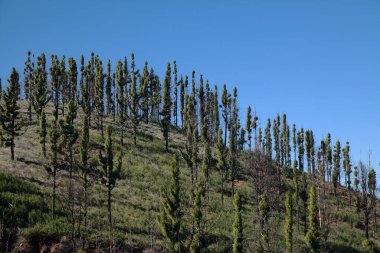 Gran Canaria 'dan Flora - Pinus kanarya, ateşe dayanıklı kanarya çamı, yangından sonra iyileşebilen, vahşi yangından etkilenen bölge, yanmış gövde