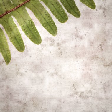 eğreltiotu yapraklı eski kağıt kare arka plan