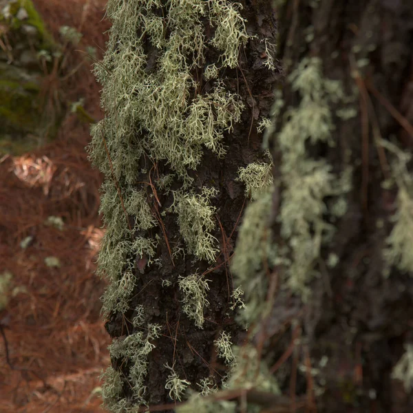 Lichens Arbres Sur Les Troncs Dans Centre Gran Canaria Considérés — Photo