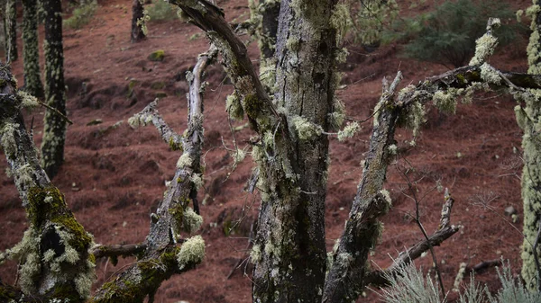 Träd Lavar Stammarna Centrala Gran Canaria Anses Indikatorer Renheten Luften — Stockfoto