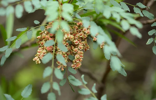 Flora Gran Canaria Pequena Fruta Castanha Arbusto Marcetella Moquiniana Endémica — Fotografia de Stock