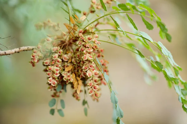 Flora Gran Canarii Mały Brązowy Owoc Krzewu Moquiniany Marcetella Endemiczne — Zdjęcie stockowe