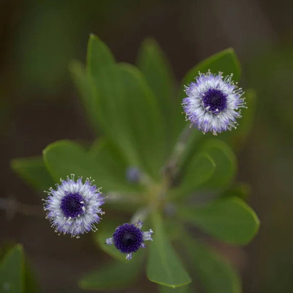 Flora Gran Canaria Small Pale Blue Flowers Globularia Ascanii Globe — Stock Photo, Image