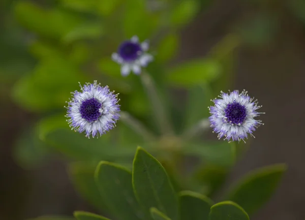 Flora Gran Canaria Small Pale Blue Flowers Globularia Ascanii Globe — Stock Photo, Image