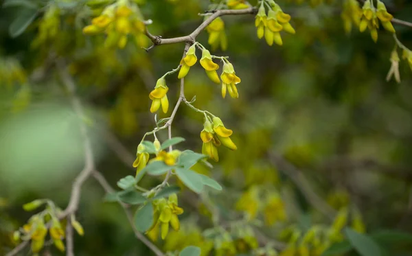 Флора Гран Канария Желтые Цветы Anagyris Latifolia Oro Risco Скального — стоковое фото