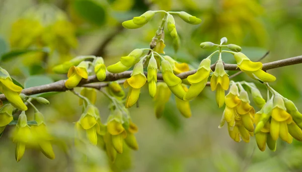 Flóra Gran Canaria Žluté Květy Anagyris Latifolia Oro Risco Nebo — Stock fotografie