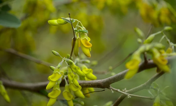 Flora Gran Canarii Żółte Kwiaty Anagyris Latifolia Oro Risco Lub — Zdjęcie stockowe