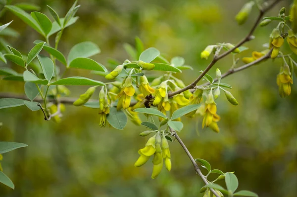 Flora Gran Canaria Fiori Gialli Anagyris Latifolia Oro Risco Oro — Foto Stock