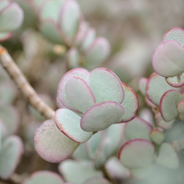 Crassula Arboresens別名シルバーヒスイの植物多肉植物の葉自然マクロ花の背景 — ストック写真