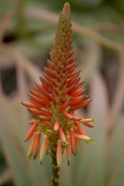 Aloe Turuncu Kırmızı Sarı Çiçekli Doğal Makro Çiçek Arkaplanlı Parlak — Stok fotoğraf