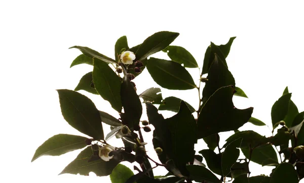 Flora Gran Canarii Kwitnące Drzewo Visnea Mocanera — Zdjęcie stockowe