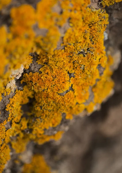 Bright yellow orange Caloplaca marina aka Orange Sea Lichen on rock, recent rains revived the vegetative body, natural macro background