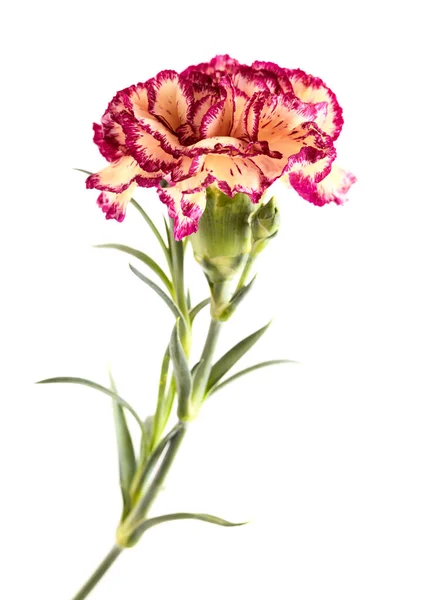 Beautiful Unusual Cream Dark Red Carnation Flowers Isolated Plain Background — Stockfoto