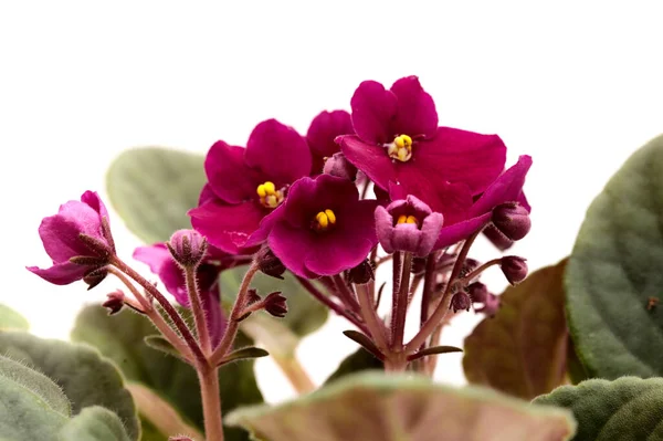 Dark Red Saintpaulia African Violet Isolated White Background — Stock Photo, Image