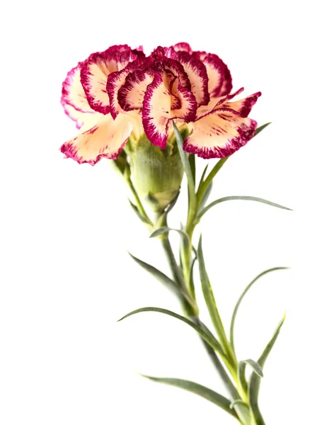 Beautiful Unusual Cream Dark Red Carnation Flowers Isolated Plain Background — Fotografia de Stock