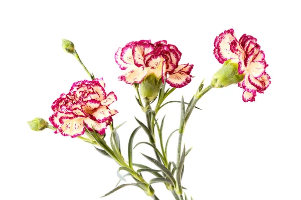 Beautiful Unusual Cream Dark Red Carnation Flowers Isolated Plain Background — Stock Photo, Image