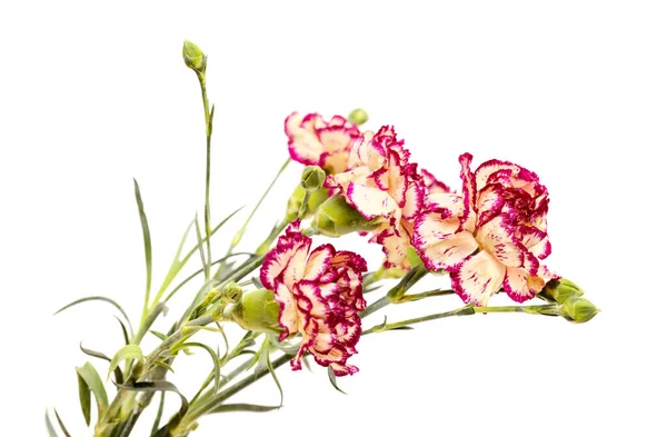 Beautiful Unusual Cream Dark Red Carnation Flowers Isolated Plain Background — Foto Stock